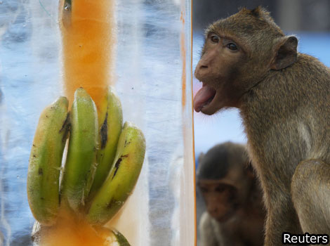 A monkey licks a block of ice with bananas encased in it during the Monkey Buffet Festival.