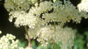 Filipendula ulmaria