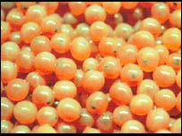 د کبانو هگۍ