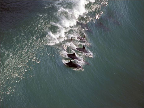 Imagem do fotógrafo Greg Huglin mostra golfinhos surfando na África do Sul