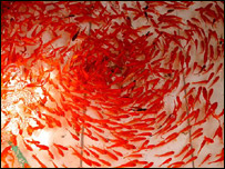 ماهی های کاريز