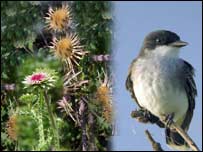 مرغۍ او گلان 