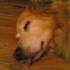 A dog, licking a floor. Hopefully.