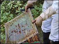 Excluder to keep the queen out of the honey 
