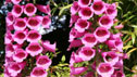 Digitalis_purpurea