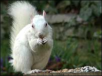 Albino squirrel