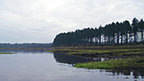 A line of conifers leading down the Culbin saltmarsh is reflected in the water.