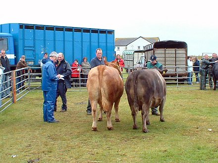 Judging in The Cattle Section, Sanday Show 2007. Judging in The Cattle Section, Sanday Show 2007.