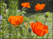 Poppies growing wild