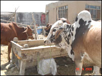 نسل گيری در گاو ها، 