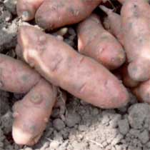 Potato 'Pink Fir'