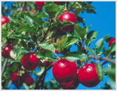 apples on tree
