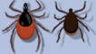 ticks