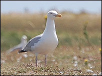 Herring gull, Havergate Island