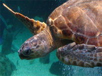 James the turtle - pic: Jan Loveridge