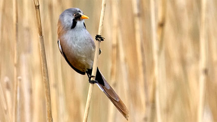 beardedtit_keith_williams.jpg