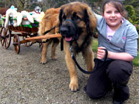 Millie Kinson with Mr Foley the Leonberger