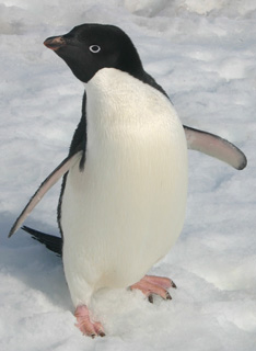 Adelie penguin