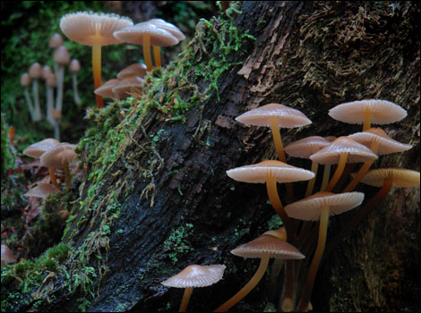 'Fungii, Clanger Woods, Westbury' - Neil Goddard