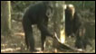 Chimpanzés