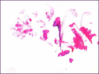 Obra do cavalo pintor. Foto copyright Cholla