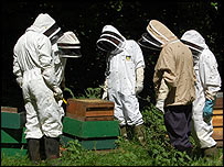 Beekeepers share knowledge and check the hives