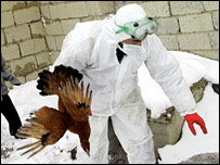 Eliminim i shpendëve në Turqinë lindore