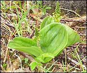 Twayblade