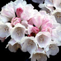 Rhododendron, Rhododendron 