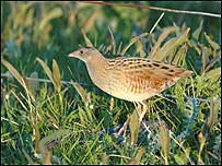 Corncrake