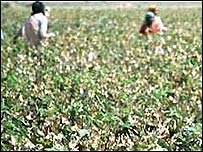 Plantação de algodão