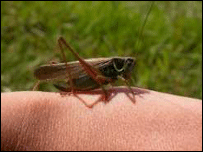 Roesel's Bush Cricket. Copyright Ruben Poloni