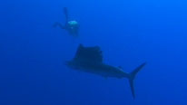 Diver with an Indo Pacific sailfish