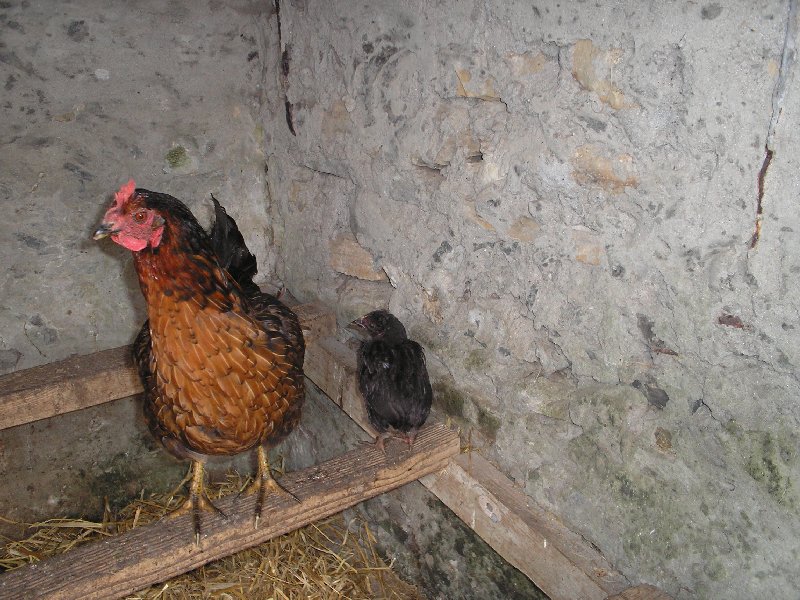 look Mum No Parachute