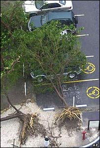 Árvores caídas em Kingston