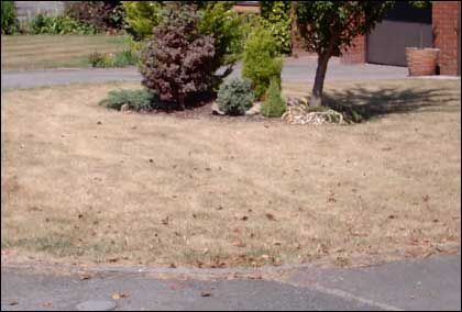 Parched lawn