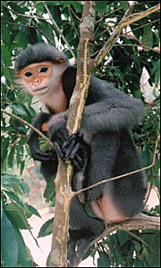 Voọc chà vá chân xám 