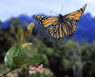 Monarch Butterfly from the Nature Picture Library