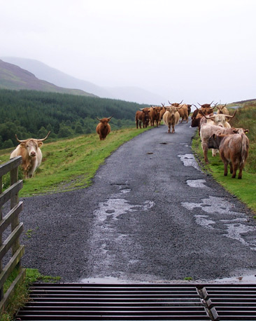 Highland Cattle