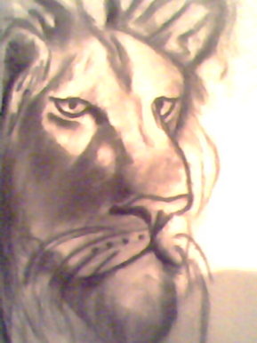 A lion's pride