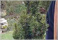 Taxus baccata fastigiata ‘Aureomarginata’