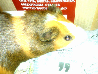 guineapig_300609_420.jpg