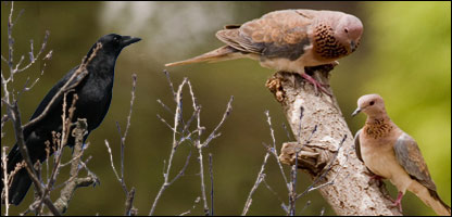  چنار اوقمرۍ 