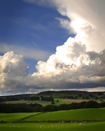Sheep in the hills