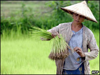 زن در شاليزار