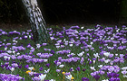Naturalised crocus