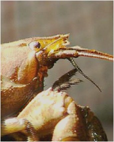 Crayfish