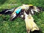 Red Kite Dead