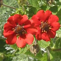 Potentilla