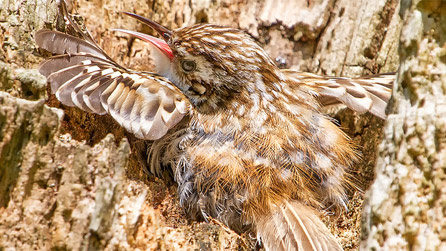 A baby treecreeper on the nest by Anthony Cronin